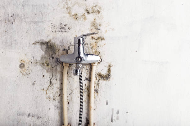 Best Mold Remediation  in San Juan Pistrano, CA