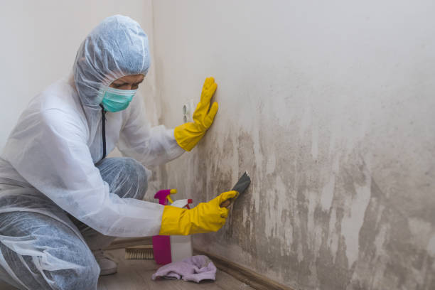 Best Toxic Mold Removal  in San Juan Pistrano, CA
