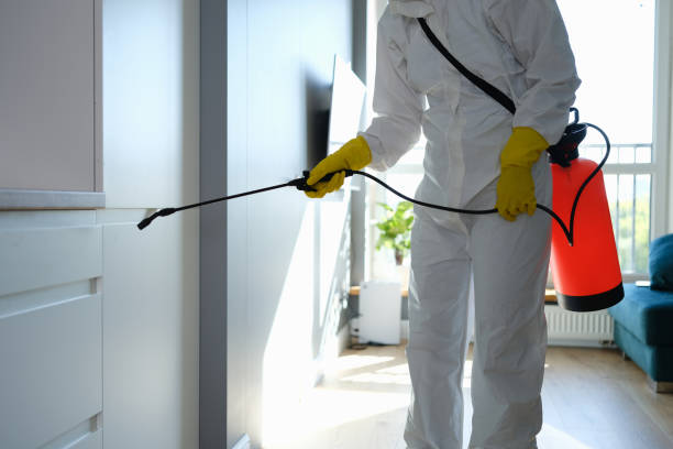 Best Commercial Mold Removal  in San Juan Pistrano, CA