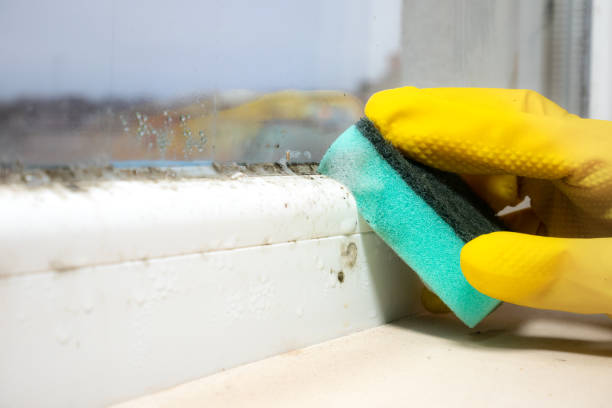 Best Same-Day Mold Removal  in San Juan Pistrano, CA