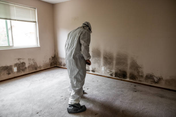 Best Office Mold Removal Services  in San Juan Pistrano, CA
