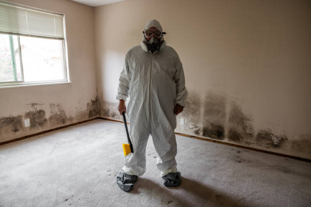 Best Attic Mold Removal  in San Juan Pistrano, CA