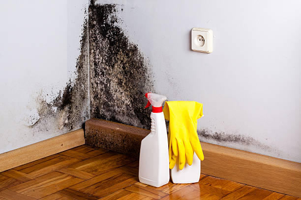 Professional Mold Removal in San Juan Capistrano, CA
