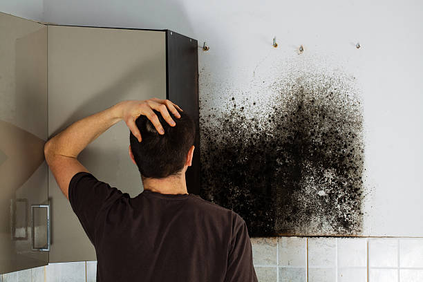 Best Office Mold Removal Services  in San Juan Pistrano, CA
