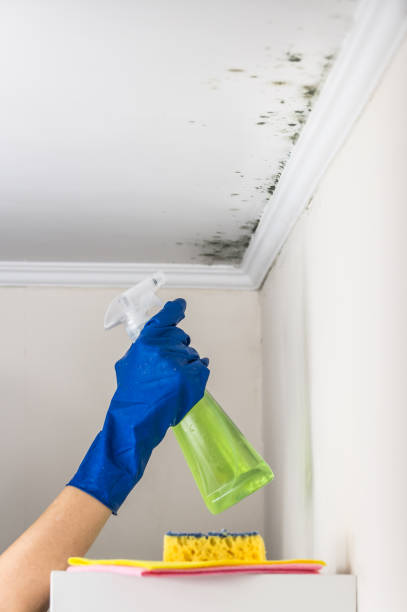 Mold Removal Process in San Juan Capistrano, CA